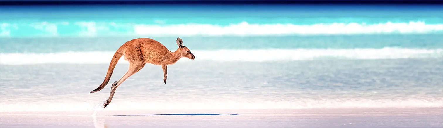 Kangaroo hopping a long the shoreline